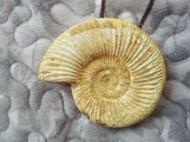 菊石類 菊石類