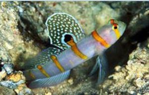 倫氏鈍塘鱧 倫氏鈍塘鱧