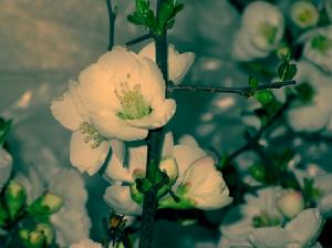 珠峰垂花報春 珠峰垂花報春