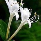 腺花醉魚草 腺花醉魚草