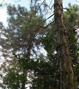 加勒比松粵優8號 加勒比松粵優8號