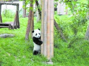 史上最寂寞的熊貓引出了一批寂寞熊貓
