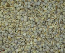 百荷薏米綠豆粥