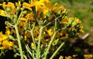 節毛橐吾 節毛橐吾