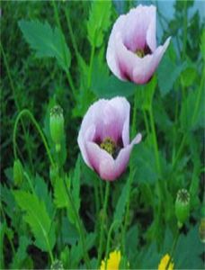 渥美罌粟 渥美罌粟