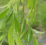 短柱朝鮮柳 短柱朝鮮柳