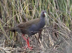 彩喙秧雞 彩喙秧雞