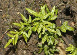 稀葉珠蕨 稀葉珠蕨