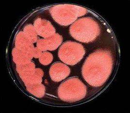 紫紅麴黴 紫紅麴黴