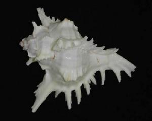 贊氏銀杏螺 贊氏銀杏螺