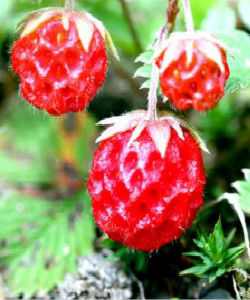 西南草莓 西南草莓