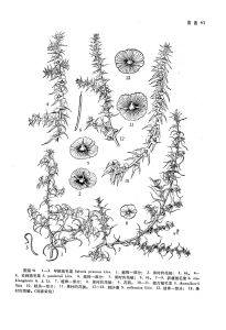 刺沙蓬（原變種）