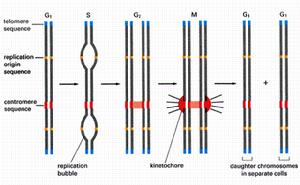 （圖）酵母人工染色體
