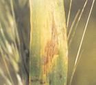 小麥殼針孢葉枯病