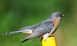 栗胸杜鵑 栗胸杜鵑