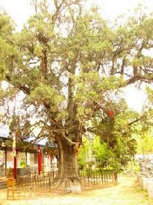 甘羅古柏 甘羅古柏