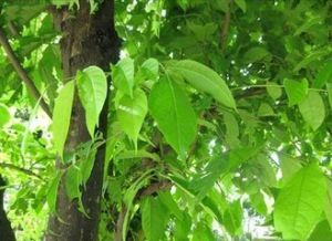 羽葉楸(原變種) 羽葉楸(原變種)