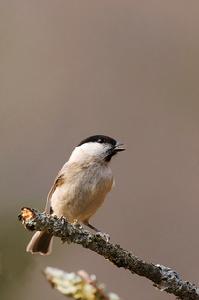 沼澤山雀 沼澤山雀