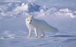 藍狐-141 藍狐-141