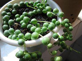 珍珠吊蘭 珍珠吊蘭