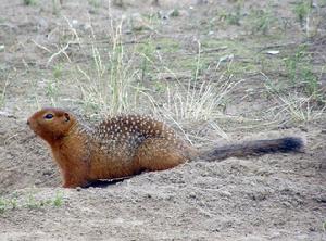 北極地松鼠 北極地松鼠