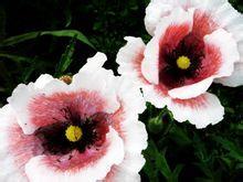 玉美人[牡丹品種]