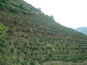 （圖）種植業_茶葉
