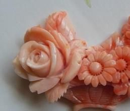 狹小片菊花珊瑚 狹小片菊花珊瑚