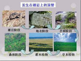 原生演替 原生演替