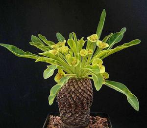 蘇鐵大戟 蘇鐵大戟