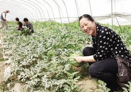 一茬多收 一茬多收