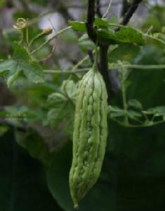 null[葫蘆科苦瓜屬植物]