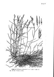 凌源隱子草(原變種) 凌源隱子草(原變種)