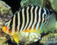 十一間仙 十一間仙