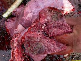 羊傳染性胸膜肺炎 羊傳染性胸膜肺炎