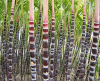 黑皮果蔗 黑皮果蔗