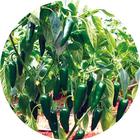 四川省川椒種業科技有限公司 四川省川椒種業科技有限公司