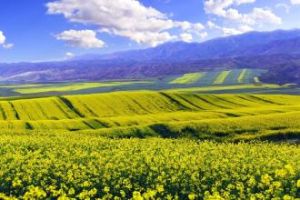 塔爾巴哈台山 塔爾巴哈台山