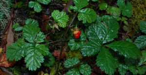 柔毛莓葉懸鉤子 柔毛莓葉懸鉤子