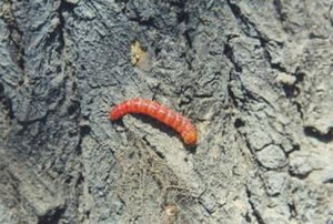 小木蠹蛾 小木蠹蛾