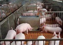 朱巷鎮的生豬飼養