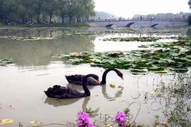 潁上縣迪溝生態旅遊風景區 潁上縣迪溝生態旅遊風景區