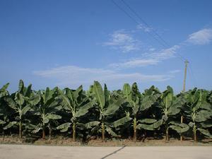 香蕉種植