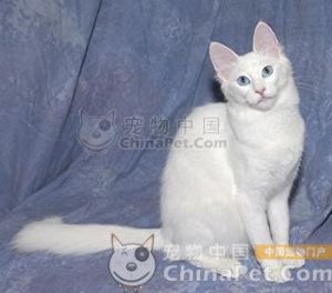 土耳其安哥拉 土耳其安哥拉