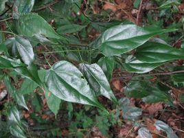 西南輪環藤 西南輪環藤