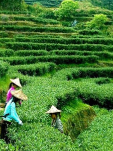 茶園山莊 茶園山莊