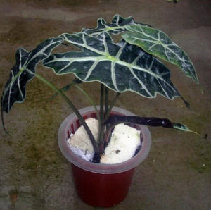 有柄觀音座蓮 有柄觀音座蓮