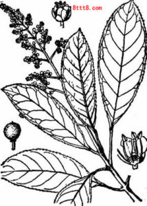 台灣山香圓 台灣山香圓