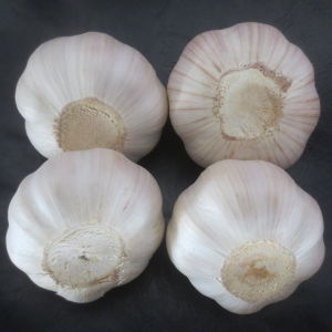 金鄉縣信德農貿有限公司 金鄉縣信德農貿有限公司