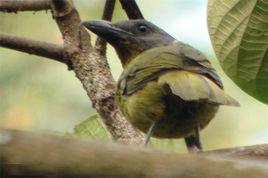 綠胸叢鵙 綠胸叢鵙